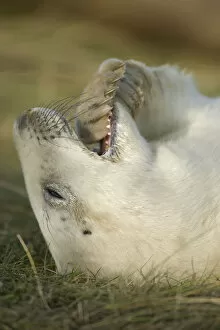 Images Dated 18th November 2008: Grey seal (Halichoerus grypus) pup with flipper in its mouth, Donna Nook, Lincolnshire