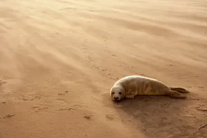 Grey Seal (Halichoerus grypus) pup resting on beach, Donna Nook, Lincolnshire, England Grey Seal (Halichoerus grypus) pup resting on beach, Donna Nook, Lincolnshire, England