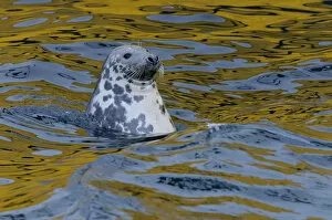 Images Dated 12th October 2012: Grey seal (Halichoerus grypus) scavenging fish around trawlers in Lerwick harbour