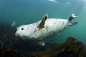 Grey seal (Halichoerus grypus) swimming amongst kelp, Farne Islands, Northumberland