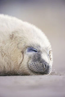 Images Dated 24th May 2006: Grey seal pup sleeping {Halichoerus grypus} Lincolnshire, UK