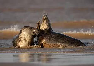 Images Dated 25th October 2009: Grey seals (Halichoerus grypus) two adults fighting in the surf, Donna Nook, Lincolnshire