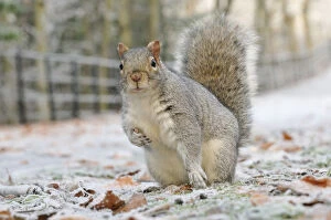Images Dated 13th December 2010: Grey Squirrel (Sciurus carolinensis) in urban park in winter. Glasgow, Scotland, December