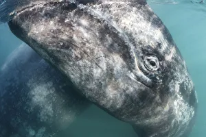 Grey whale (Eschrichtius robustus) calf at ocean surface, with its mother visible Grey whale (Eschrichtius robustus) calf at ocean surface, with its mother visible