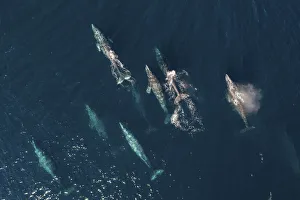 Grey whale (Eschrichtius robustus) pod migrating north, aerial view Grey whale (Eschrichtius robustus) pod migrating north, aerial view