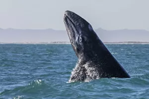 Images Dated 2nd March 2016: Grey whale (Eschrichtius robustus) breaching, San Ignacio Lagoon, El Vizcaino Biosphere Reserve