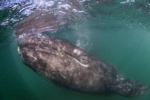 Grey whale (Eschrichtius robustus) calf, San Ignacio Lagoon, El Vizcaino Biosphere Reserve Grey whale (Eschrichtius robustus) calf, San Ignacio Lagoon, El Vizcaino Biosphere Reserve