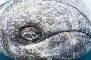 Grey whale (Eschrichtius robustus) eye, Magdalena Bay, Baja California, Mexico, February Grey whale (Eschrichtius robustus) eye, Magdalena Bay, Baja California, Mexico, February