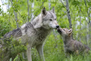 Affectionate Gallery: Grey wolf (Canis lupus), adult with cub, captive, USA
