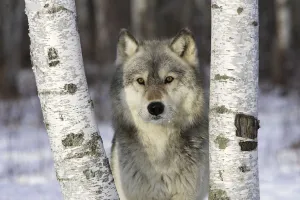 Grey Wolf (Canis lupus) in between birch trees, captive, USA Grey Wolf (Canis lupus) in between birch trees, captive, USA