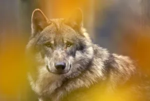 Grey wolf (Canis lupus) head portrait, viewed through autumn colours, captive Grey wolf (Canis lupus) head portrait, viewed through autumn colours, captive