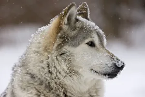 Grey Wolf (Canis lupus) head portrait of male, lying in snow, Captive Grey Wolf (Canis lupus) head portrait of male, lying in snow, Captive