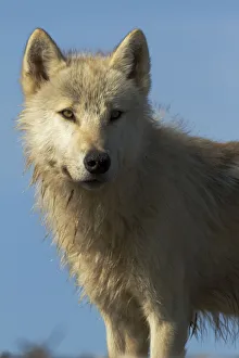 Grey wolf (Canis lupus) Katmai National Park, Alaska, USA, August Grey wolf (Canis lupus) Katmai National Park, Alaska, USA, August