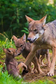 Grey wolf (Canis lupus) mother and two month cubs, captive Grey wolf (Canis lupus) mother and two month cubs, captive