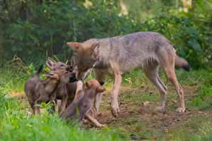 Grey wolf (Canis lupus) mother and two month old cubs, pups begging for food by licking Grey wolf (Canis lupus) mother and two month old cubs, pups begging for food by licking