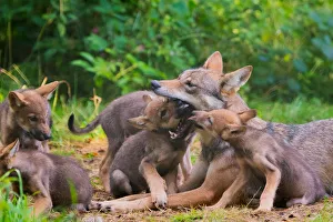 Grey wolf (Canis lupus) mother and two month old cubs, pups begging for food by licking Grey wolf (Canis lupus) mother and two month old cubs, pups begging for food by licking