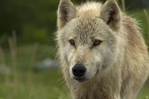 Grey wolf (Canis lupus) portrait, Katmai National Park, Alaska, USA, August Grey wolf (Canis lupus) portrait, Katmai National Park, Alaska, USA, August