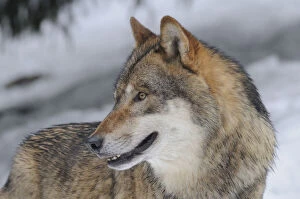 Images Dated 28th February 2009: Grey wolf (Canis lupus) portrait, captive, Bayerischer Wald / Bavarian Forest National Park