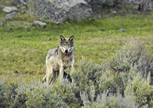 Grey Wolf (Canis lupus) Yellowstone National Park, Wyoming, USA, May Grey Wolf (Canis lupus) Yellowstone National Park, Wyoming, USA, May