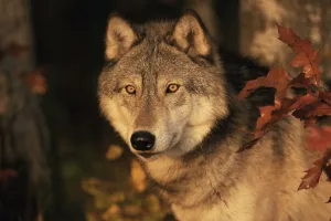 Grey wolf portrait {Canis lupus} captive, USA Grey wolf portrait {Canis lupus} captive, USA