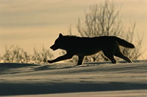 Images Dated 24th March 2005: Grey wolf running silhouetted {Canis lupus} Toropets, Russia