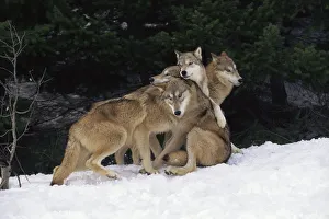 Grey wolves playing in snow {Canis lupus} captive, USA Grey wolves playing in snow {Canis lupus} captive, USA