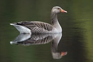 Greylag goose (Anser anser) adult on water, Scotland, UK, May 2010