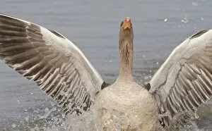 Anser Gallery: Greylag goose (Anser anser) landing with its wings and head raised to chase off another