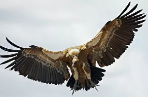 Gyps Fulvus Gallery: Griffon vulture (Gyps fulvus) in flight, Extremadura, Spain, April 2009