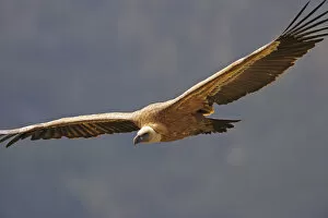 Gyps Fulvus Gallery: Griffon vulture (Gyps fulvus) in flight, Andorra, June 2009