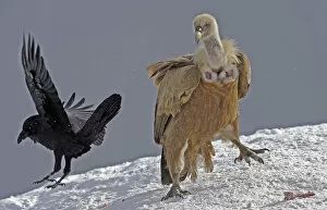 Images Dated 13th November 2008: Griffon vulture (Gyps fulvus) and Raven (Corvus corax) in snow, Cebollar, Torla, Aragon