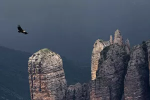 Gyps Fulvus Gallery: Griffon vulture (Gyps fulvus) soaring over Los Mallos de Riglos, Huesca province, Aragon
