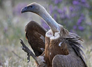 Gyps Fulvus Gallery: Griffon vulture (Gyps fulvus) walking, foot raised, Extremadura, Spain, April 2009
