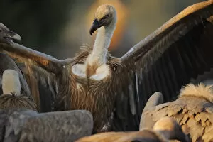 Images Dated 20th March 2009: Griffon vulture (Gyps fulvus) with wings outstretched, Montejo de la Vega, Segovia