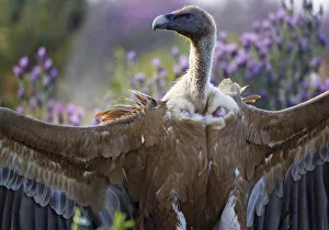 Griffon vulture (Gyps fulvus) with wings stretched out, Extremadura, Spain, April 2009 Griffon vulture (Gyps fulvus) with wings stretched out, Extremadura, Spain, April 2009