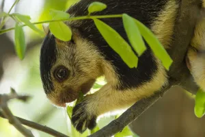 Grizzled giant squirrel (Ratufa macroura) feeding, Cauvery Wildlife Sanctuary, Karnataka Grizzled giant squirrel (Ratufa macroura) feeding, Cauvery Wildlife Sanctuary, Karnataka
