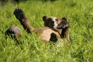 Grizzly bear cub (Ursus arctos horribilis) resting in the sedges, Khutzeymateen Grizzly Grizzly bear cub (Ursus arctos horribilis) resting in the sedges, Khutzeymateen Grizzly