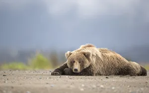 Grizzly Bear (Ursus arctos) asleep, Lake Clarke National Park, Alaska, September Grizzly Bear (Ursus arctos) asleep, Lake Clarke National Park, Alaska, September
