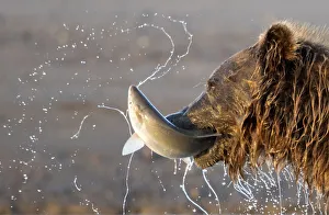 Grizzly Bear (Ursus arctos) eating a fish, Lake Clarke National Park, Alaska, August Grizzly Bear (Ursus arctos) eating a fish, Lake Clarke National Park, Alaska, August