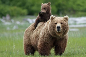 Cute Collection: Grizzly bear (Ursus arctos horribilis) female with cub riding on back, Katmai National Park