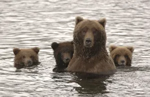 Grizzly bear (Ursus arctos horribilis) female with cubs on alert, Brooks River, Katmai Grizzly bear (Ursus arctos horribilis) female with cubs on alert, Brooks River, Katmai