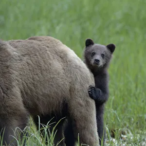 Grizzly bear (Ursus arctos horribilis) cub peering out from behind its mother, Khutzeymateen Grizzly bear (Ursus arctos horribilis) cub peering out from behind its mother, Khutzeymateen
