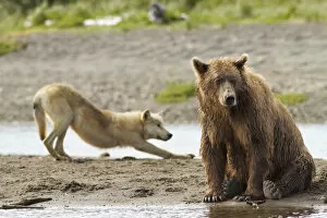 Images Dated 12th August 2012: Grizzly bear (Ursus arctos horribilis) with Grey wolf (Canis lupus) stretching behind