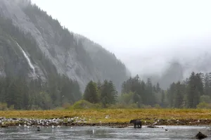 Grizzly bear (Ursus arctos horribilis) walking through creek, BC, Canada, Autumn Grizzly bear (Ursus arctos horribilis) walking through creek, BC, Canada, Autumn