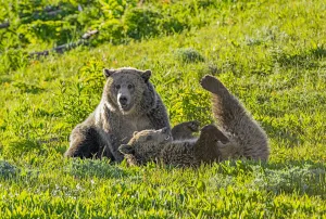 Grizzly bear (Ursus arctos horribilis) female with sub-adult cub rolling on back, in grassland Grizzly bear (Ursus arctos horribilis) female with sub-adult cub rolling on back, in grassland