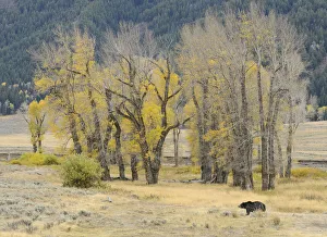 Grizzly bear (Ursus arctos horribilis) in grassland, Yellowstone National Park, Wyoming Grizzly bear (Ursus arctos horribilis) in grassland, Yellowstone National Park, Wyoming