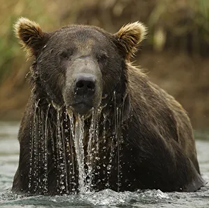 Grizzly Bear (Ursus arctos horribilis) male in water. Coastal Katmai National Park Grizzly Bear (Ursus arctos horribilis) male in water. Coastal Katmai National Park