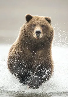 Grizzly bear (Ursus arctos) running through water, Lake Clark National Park, Alaska Grizzly bear (Ursus arctos) running through water, Lake Clark National Park, Alaska
