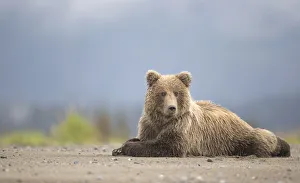 Grizzly Bears (Ursus arctos) resting, Lake Clarke National Park, Alaska, September Grizzly Bears (Ursus arctos) resting, Lake Clarke National Park, Alaska, September