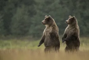 Grizzly Bears (Ursus arctos) standing in heavy rain, Lake Clarke National Park, Alaska Grizzly Bears (Ursus arctos) standing in heavy rain, Lake Clarke National Park, Alaska